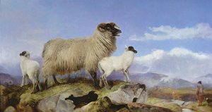 Ewe and Lambs